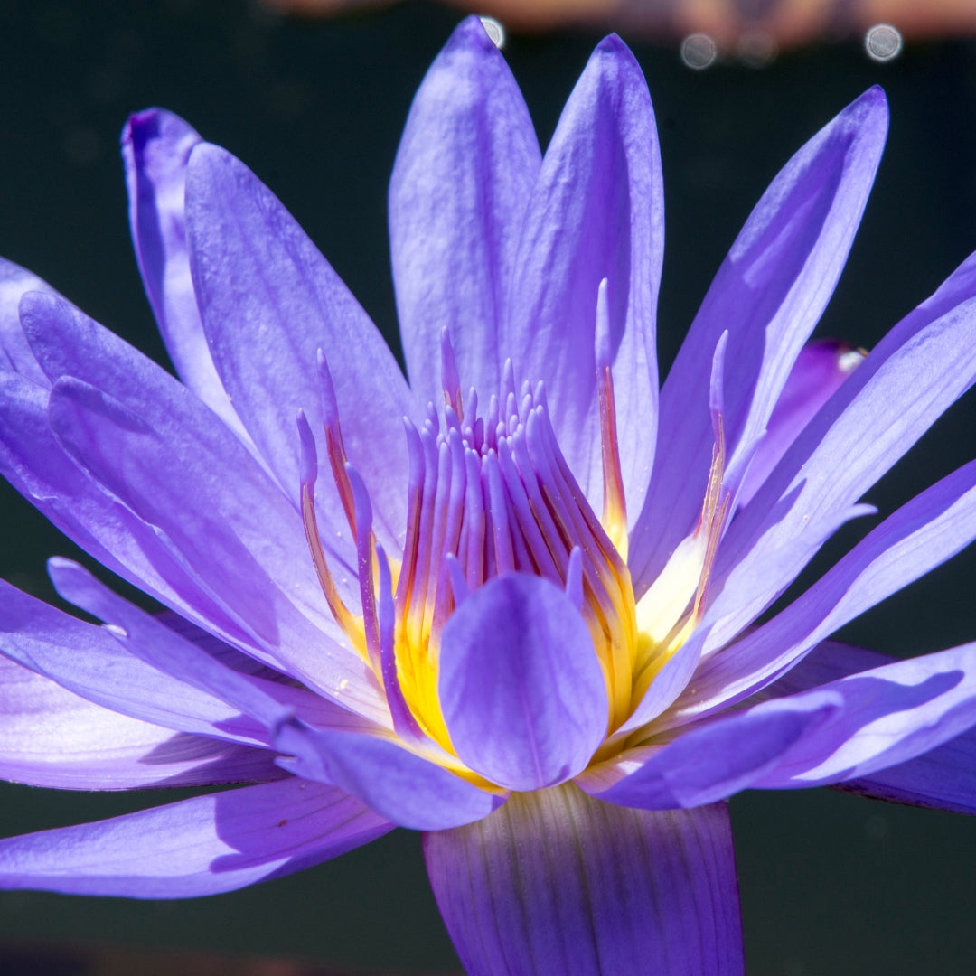 Neelotpala (Blue Lotus)